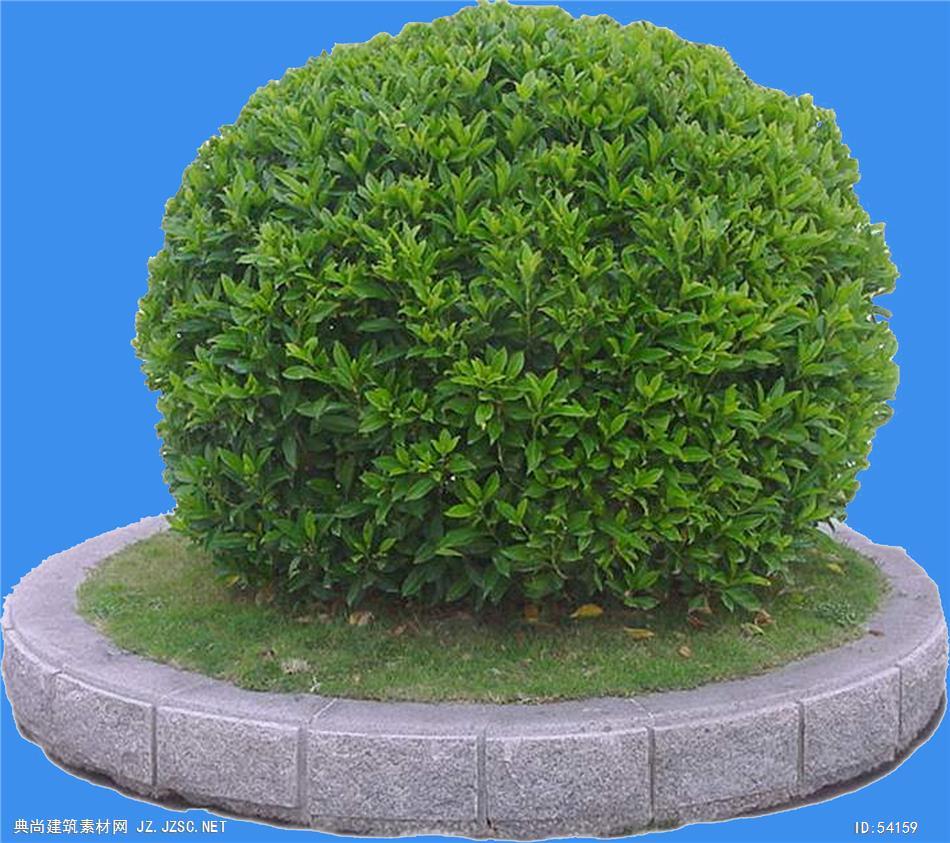 非洲茉莉-观资