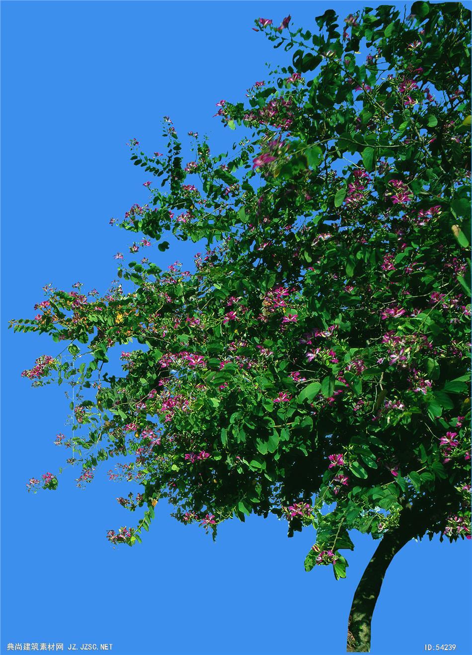 红花紫荆 典尚建筑素材网