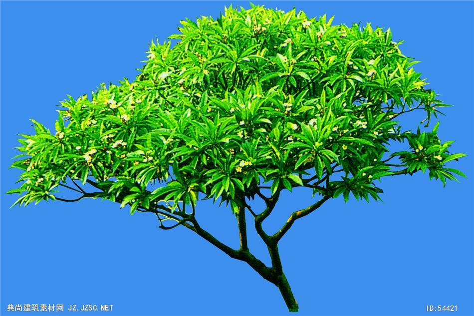 鸡蛋花-芳香 典尚建筑素材网