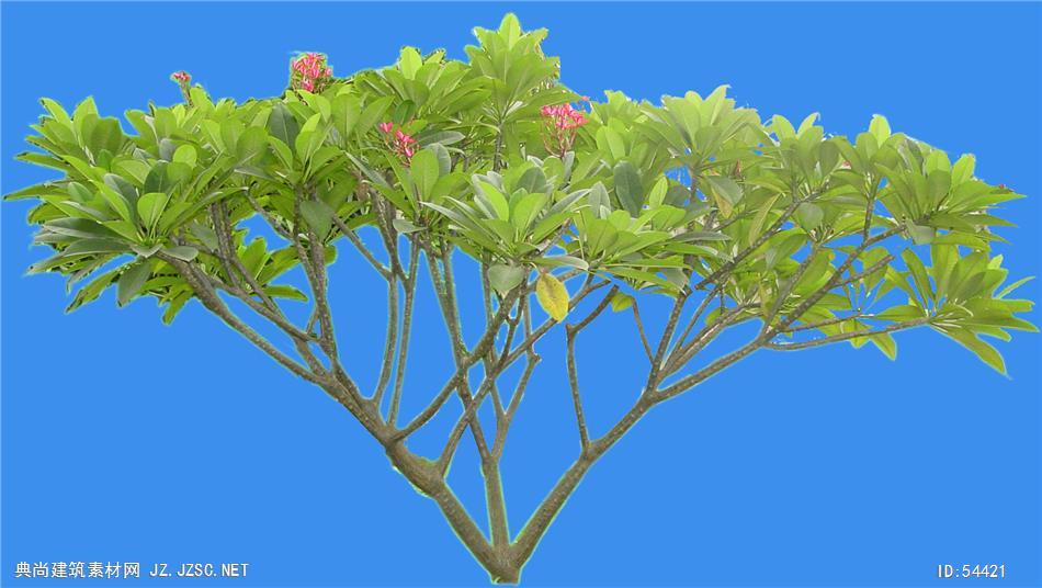 鸡蛋花-芳香 典尚建筑素材网