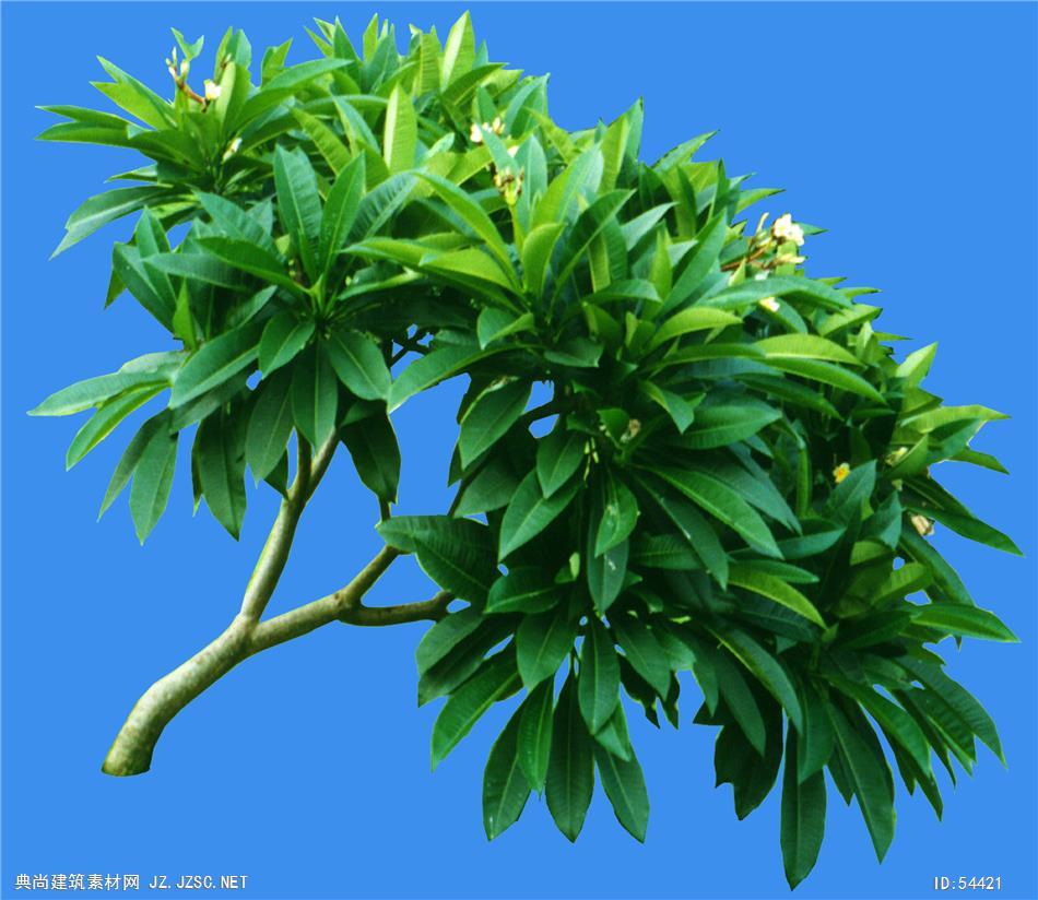 鸡蛋花-芳香 典尚建筑素材网