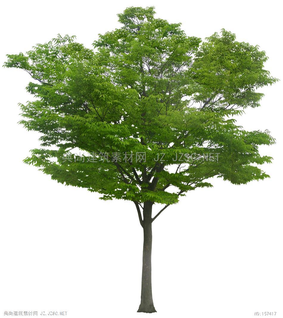 园林植物乔木高清素材02
